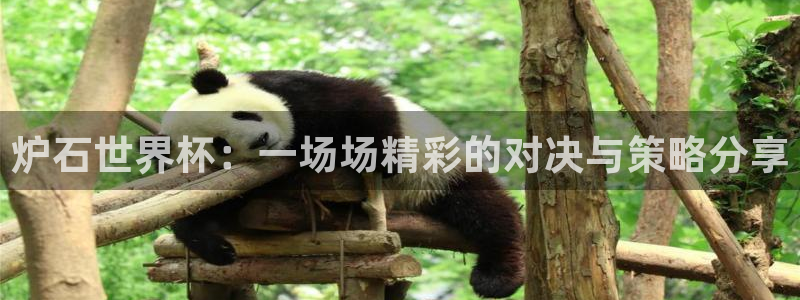 世界杯视频:炉石世界杯:一场场精彩的对决与策略分享