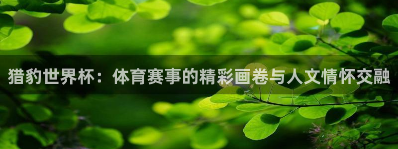 2026世界杯对阵图:猎豹世界杯:体育赛事的精彩画卷与人文情怀交融